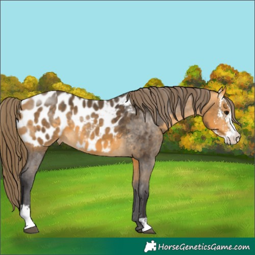 Horse Color:Buckskin Sabino Near Leopard 
