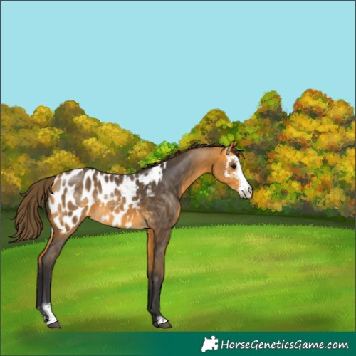 Horse Color:Buckskin Sabino Appaloosa 