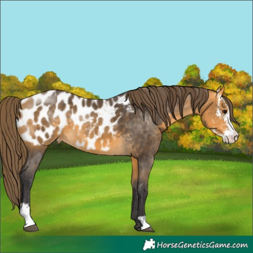 Horse Color:Buckskin Sabino Appaloosa 