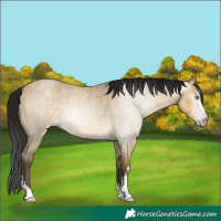 Horse Color:Gray Sable Cream Champagne Roan Dun Sabino 