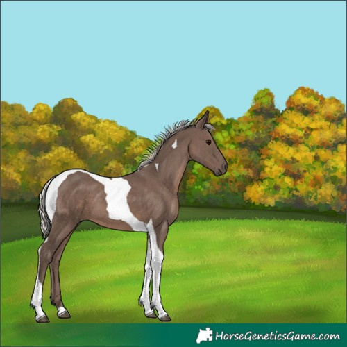 Horse Color:Silver Black Tobiano