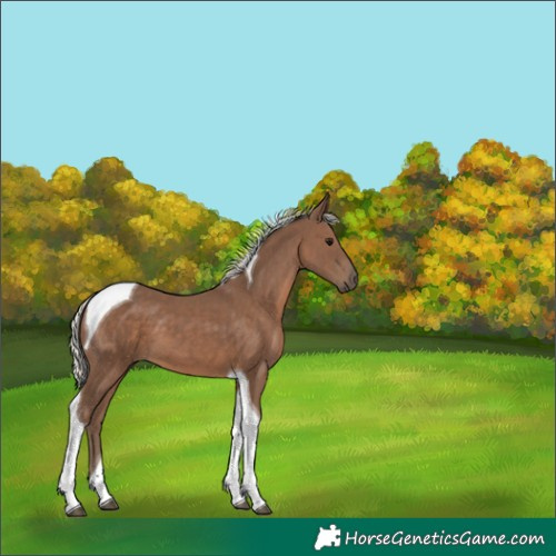Horse Color:Silver Black Tobiano 