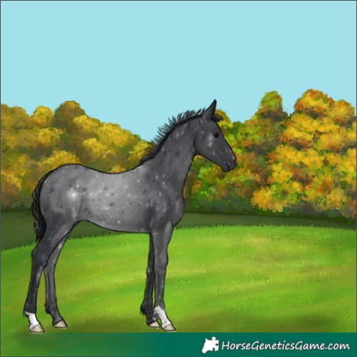 Horse Color:Black 