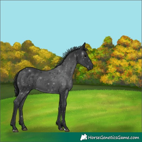 Horse Color:Black 