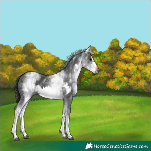 Horse Color:White Spotted Black Frame
