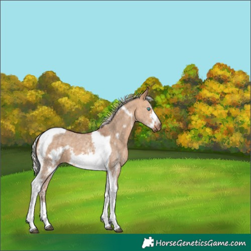 Horse Color:Silver Bay Dun Sabino Tobiano Frame 