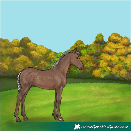 Horse Color:Silver Black