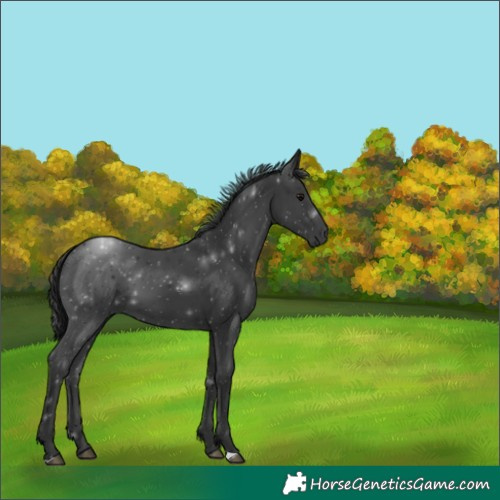 Horse Color:Black 