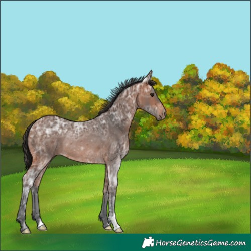 Horse Color:Bay Ice Rabicano 