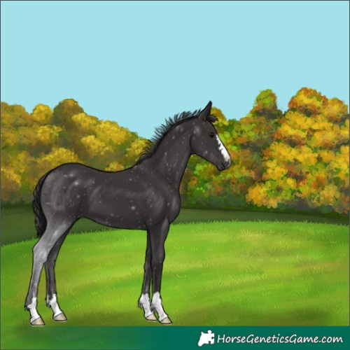 Horse Color:Smoky Black 