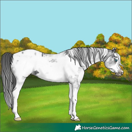Horse Color:White Spotted Black Splash Frame Appaloosa 