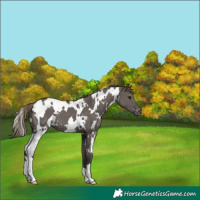 Horse Color:White Spotted Smoky Grullo Appaloosa
