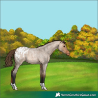 Horse Color:Bay Roan Dun Appaloosa