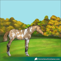 Horse Color:White Spotted Buckskin Dun Appaloosa