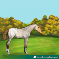 Horse Color:Buckskin Roan Dun Appaloosa