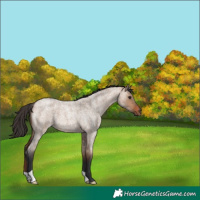 Horse Color:Bay Roan Dun