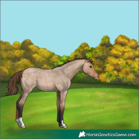 Horse Color:Bay Roan Dun Appaloosa 