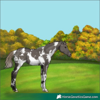 Horse Color:White Spotted Smoky Grullo Appaloosa 