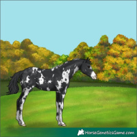Horse Color:White Spotted Black Sabino 