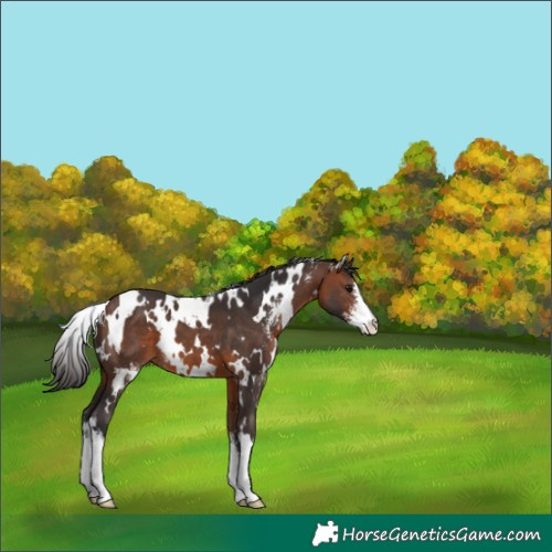 Horse Color:White Spotted Brown Sabino 