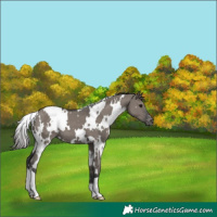 Horse Color:White Spotted Grullo Appaloosa 