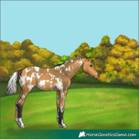 Horse Color:White Spotted Buckskin