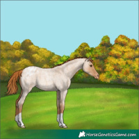 Horse Color:Red Dun Roan Appaloosa