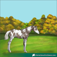 Horse Color:White Spotted Silver Black Sabino