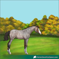 Horse Color:Bay Roan 