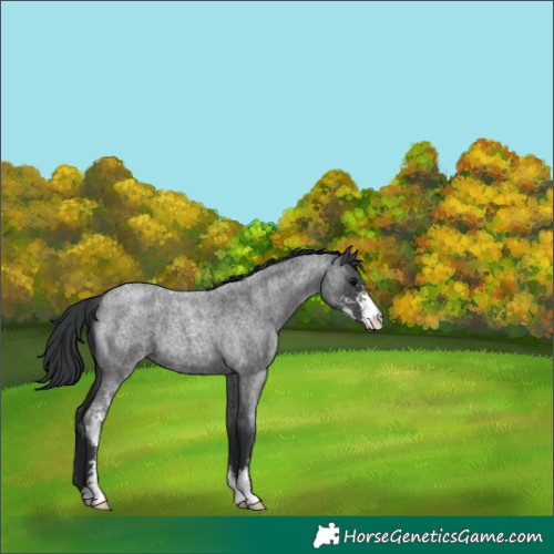 Horse Color:Blue Roan Sabino 