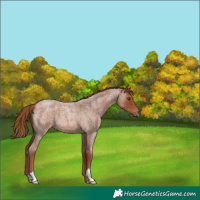 Horse Color:Red Roan