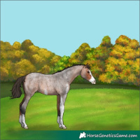 Horse Color:Bay Roan Sabino