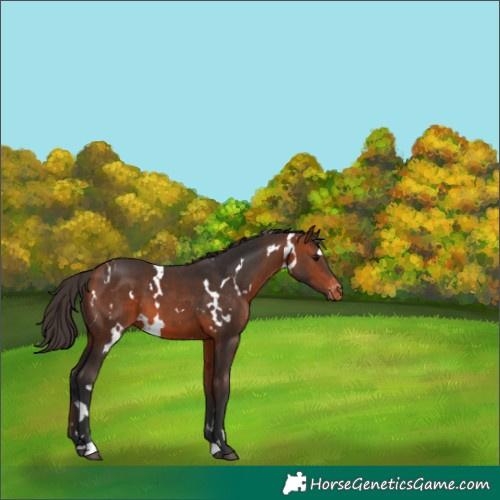 Horse Color:White Spotted Bay Appaloosa 