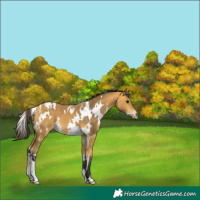 Horse Color:White Spotted Buckskin 