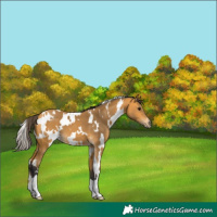 Horse Color:White Spotted Buckskin