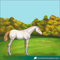 Horse Color:Buckskin Roan Pearl Sabino Appaloosa