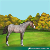 Horse Color:Bay Roan