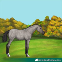 Horse Color:Smoky Grullo Roan