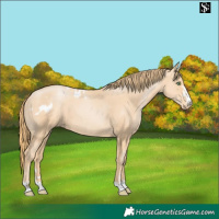 Horse Color:Gold Champagne Skewed Appaloosa