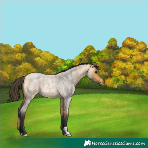 Horse Color:Buckskin Roan 
