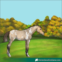 Horse Color:White Spotted Buckskin Roan Dun