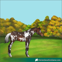 Horse Color:White Spotted Brown Appaloosa