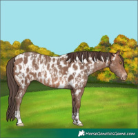 Horse Color:Sable Champagne Near Leopard and Sable Champagne Near Leopard