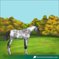 Horse Color:White Spotted Smoky Blue Roan Varnish