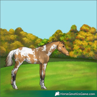 Horse Color:White Spotted Buckskin Appaloosa