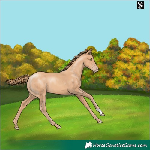 Horse Color:Gold Champagne 