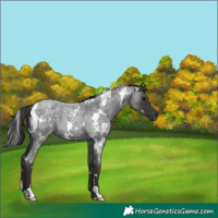 Horse Color:White Spotted Smoky Blue Roan 
