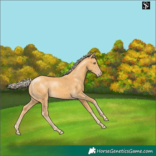 Horse Color:Gold Cream Champagne 