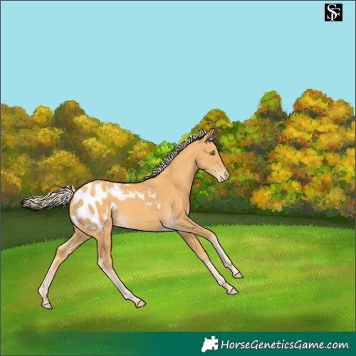 Horse Color:Gold Cream Champagne Appaloosa 