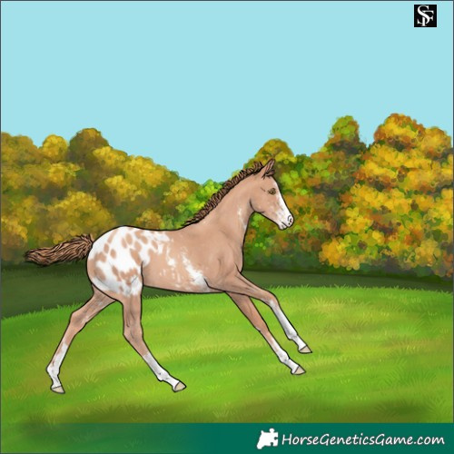 Horse Color:Gold Champagne Sabino Blanket 